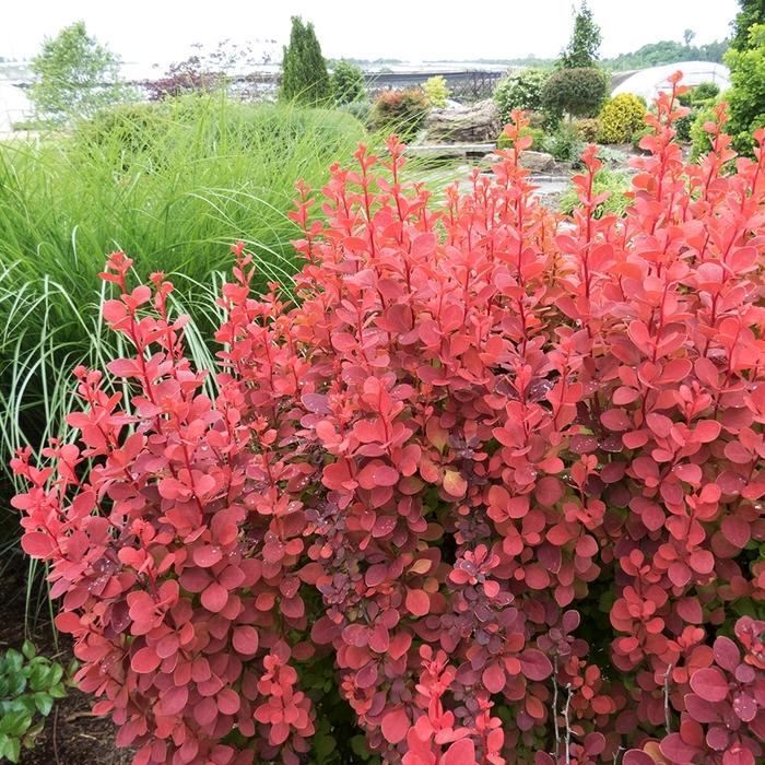 Berberis thunbergii Orange Rocket
