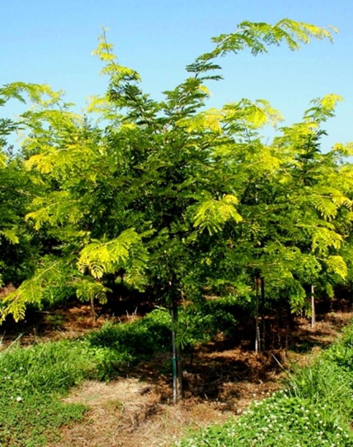 Gleditsia triacanthos var. inermis Sunburst&reg;