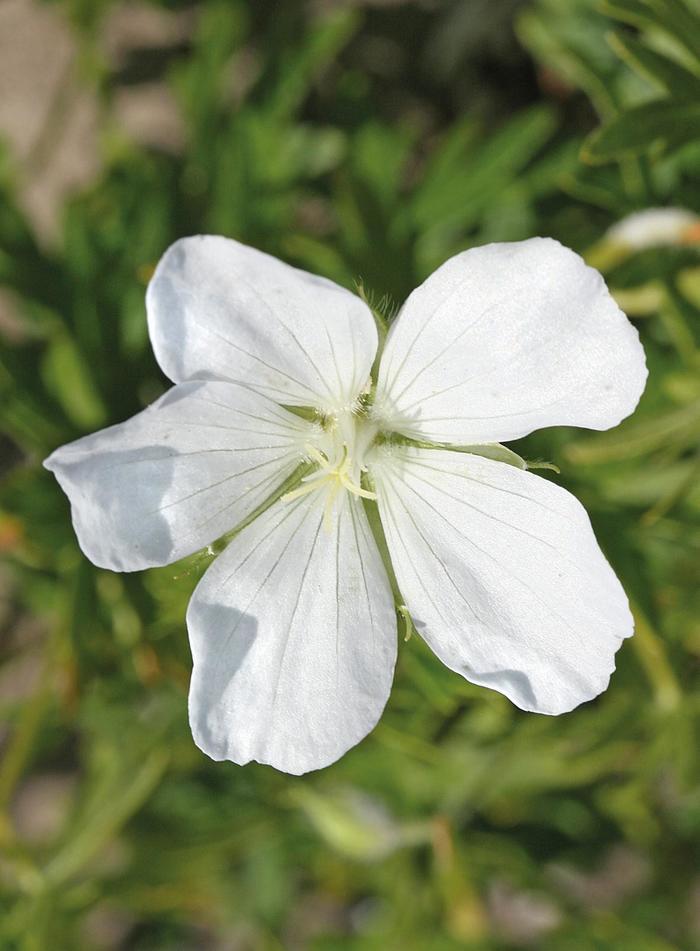 Geranium sanguineum Album