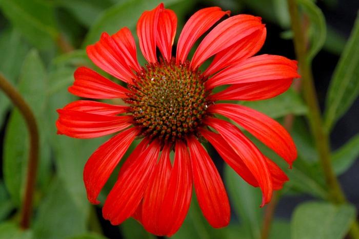 Echinacea Prairie Stars&trade; Tomato Soup