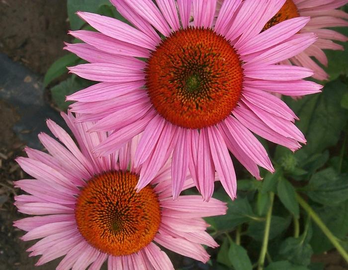 Echinacea purpurea Prairie Pillars&trade; Ruby Giant