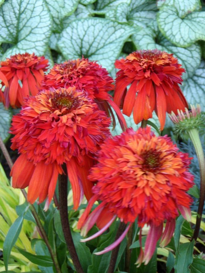 Echinacea purpurea Cone-fection&trade; Hot Papaya
