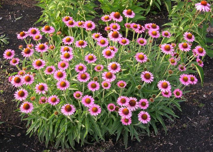 Echinacea Pixie Meadowbrite&trade;