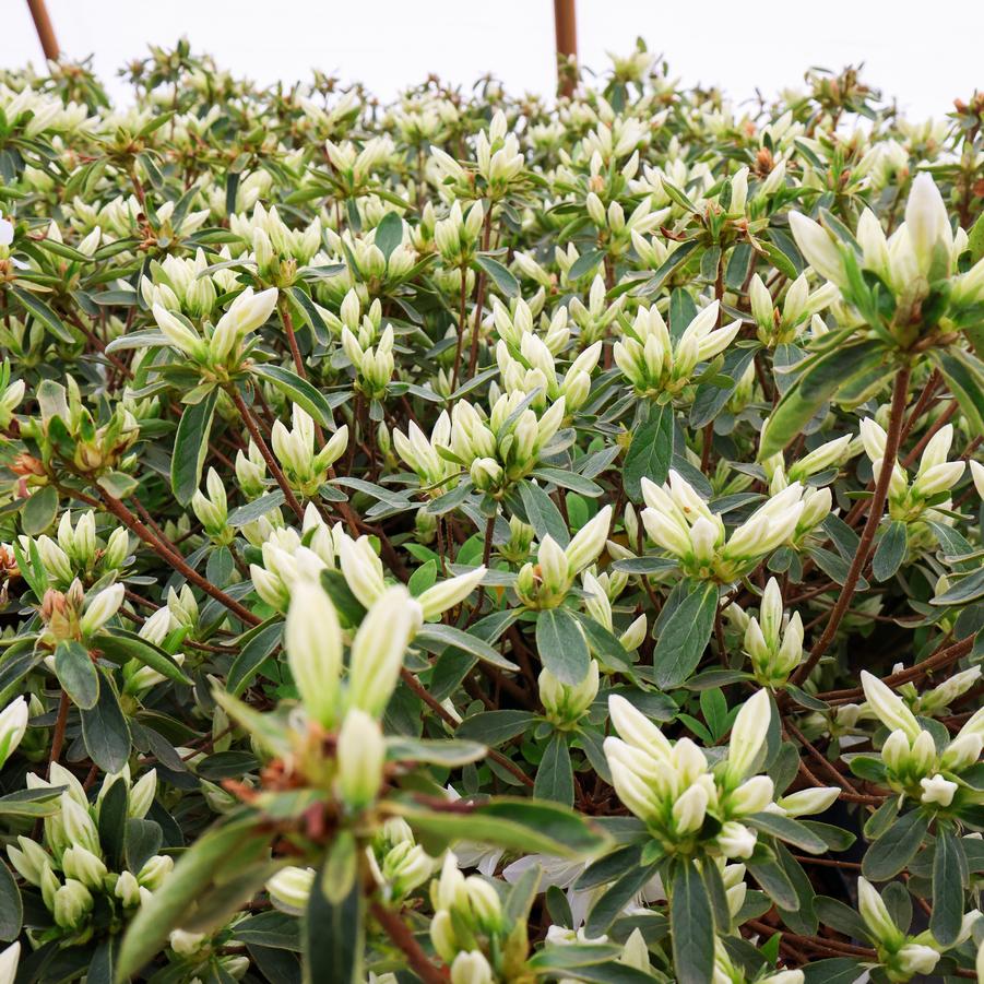 Rhododendron Glenn Dale hybrid 'Cascade' - Azalea from Great Lakes Landscape Supply