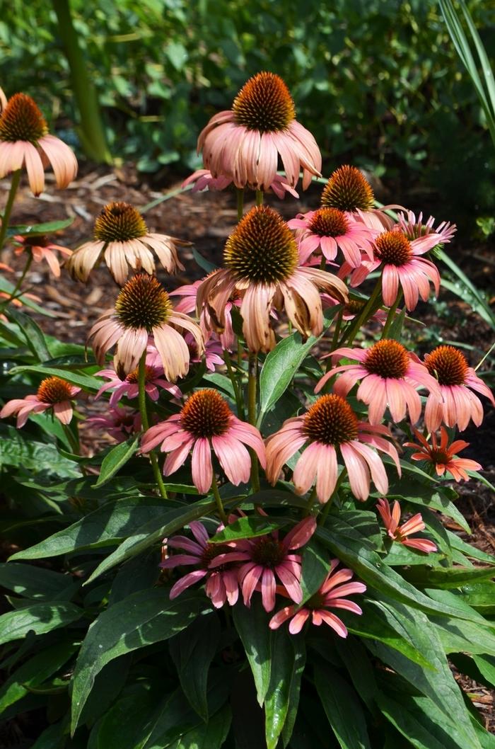 Echinacea Butterfly&trade; Julia