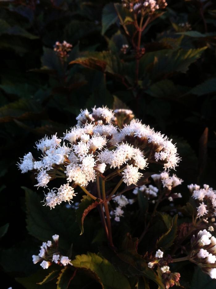 Eupatorium rugosum Chocolate