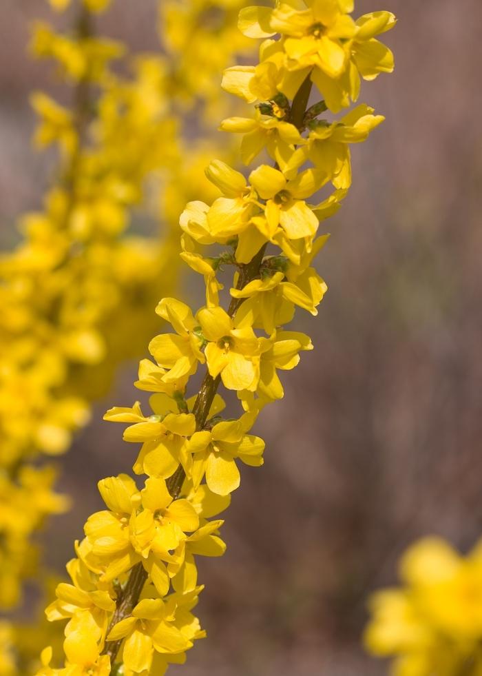 Forsythia x intermedia Show Off&reg;