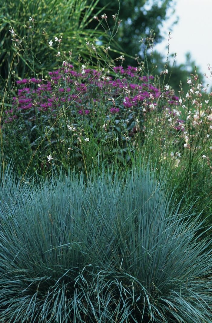 Helictotrichon semperviren 