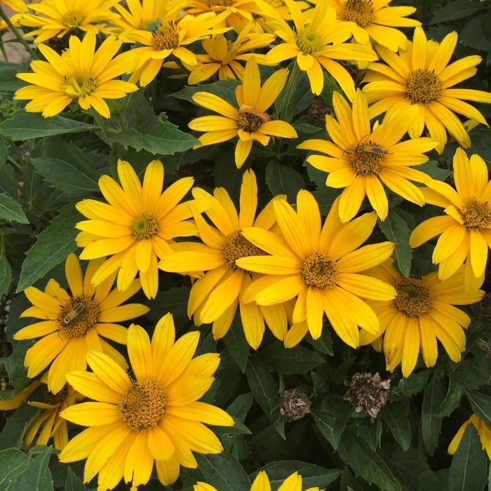 Heliopsis helianthoides Tuscan Gold&trade;
