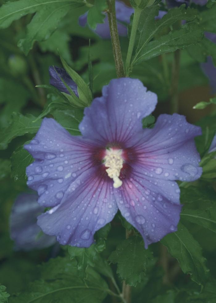 Hibiscus syriacus Azurri Blue Satin&reg;