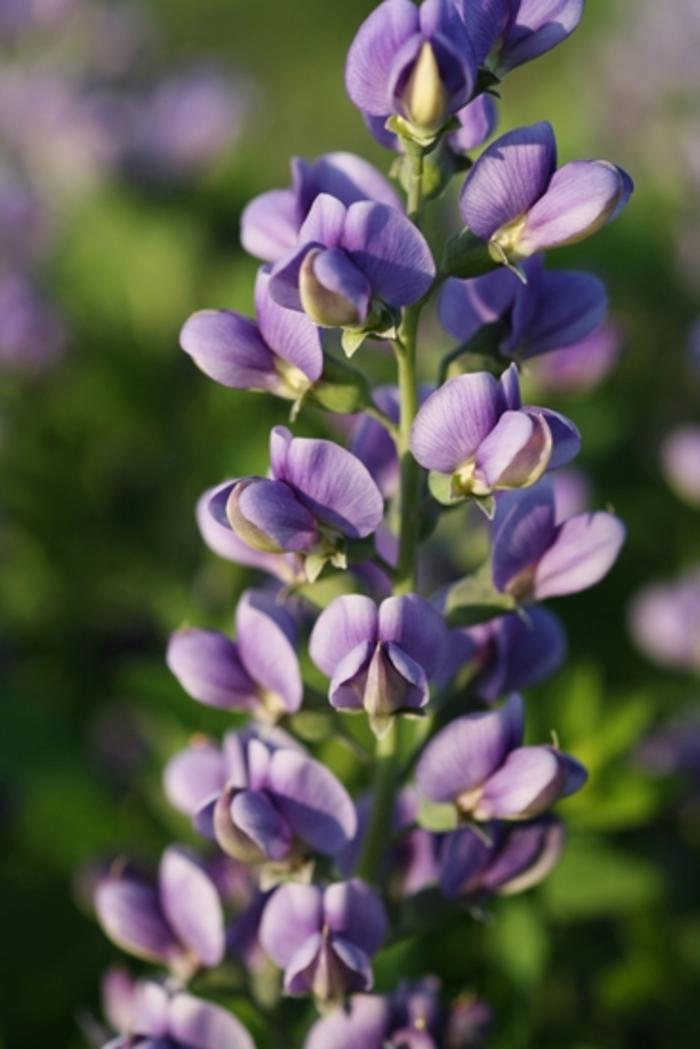 Baptisia Decadence&reg; Blueberry Sundae