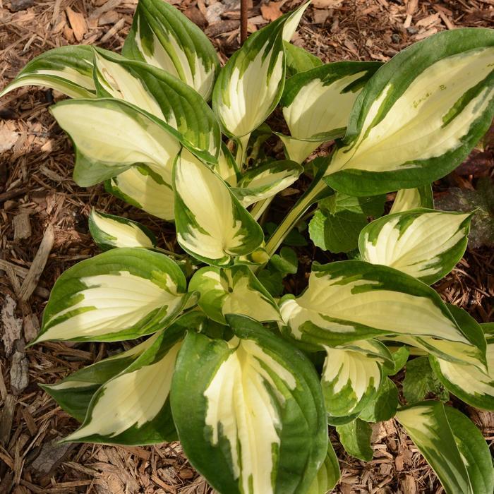 Hosta Fire and Ice