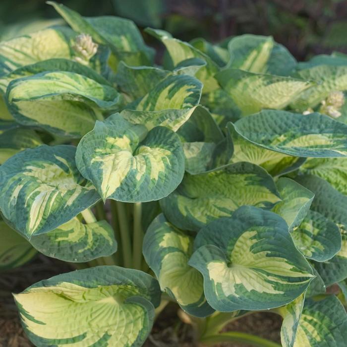 Hosta Great Expectations