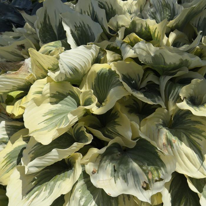 Hosta Liberty