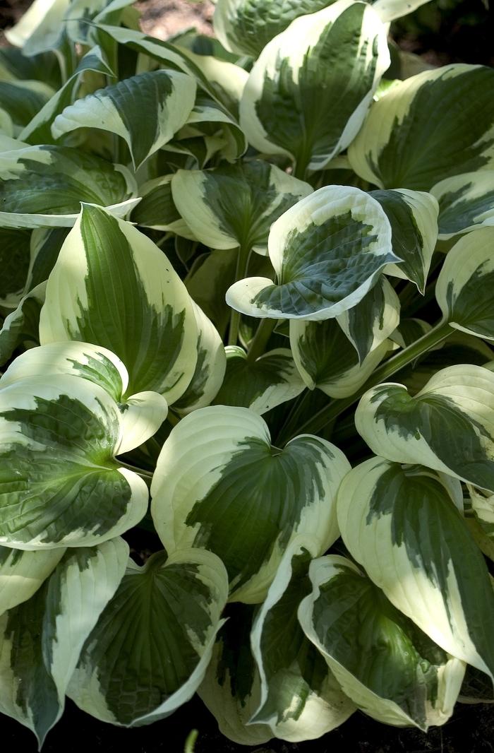 Hosta Patriot