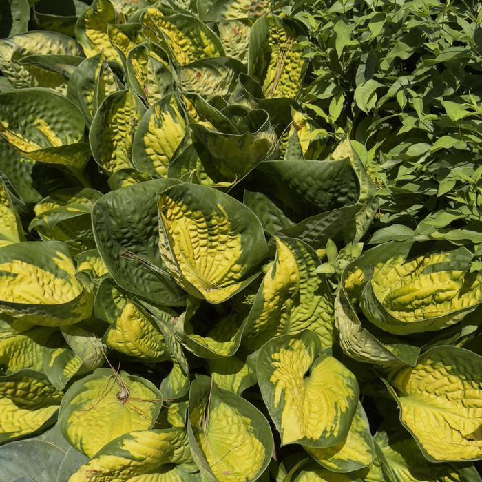 Hosta Rainforest Sunrise