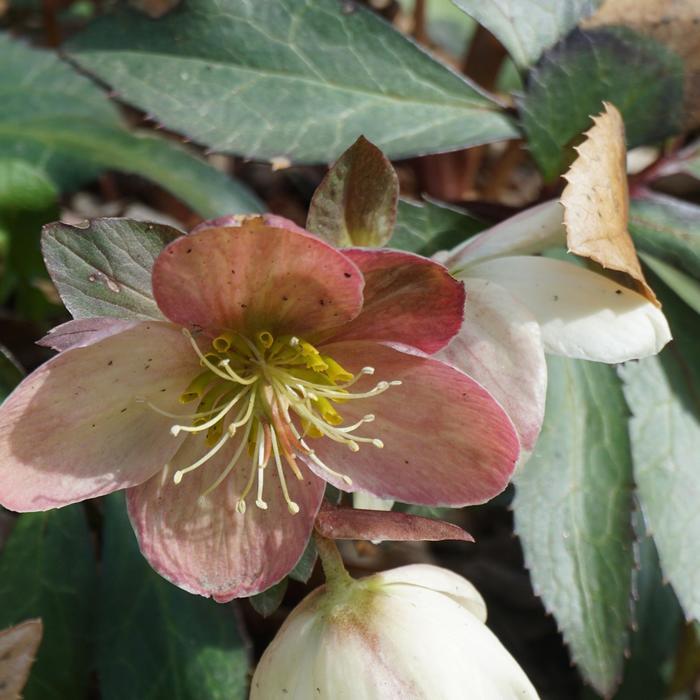 Helleborus x ericsmithii Winter Magic&trade; Candy Love