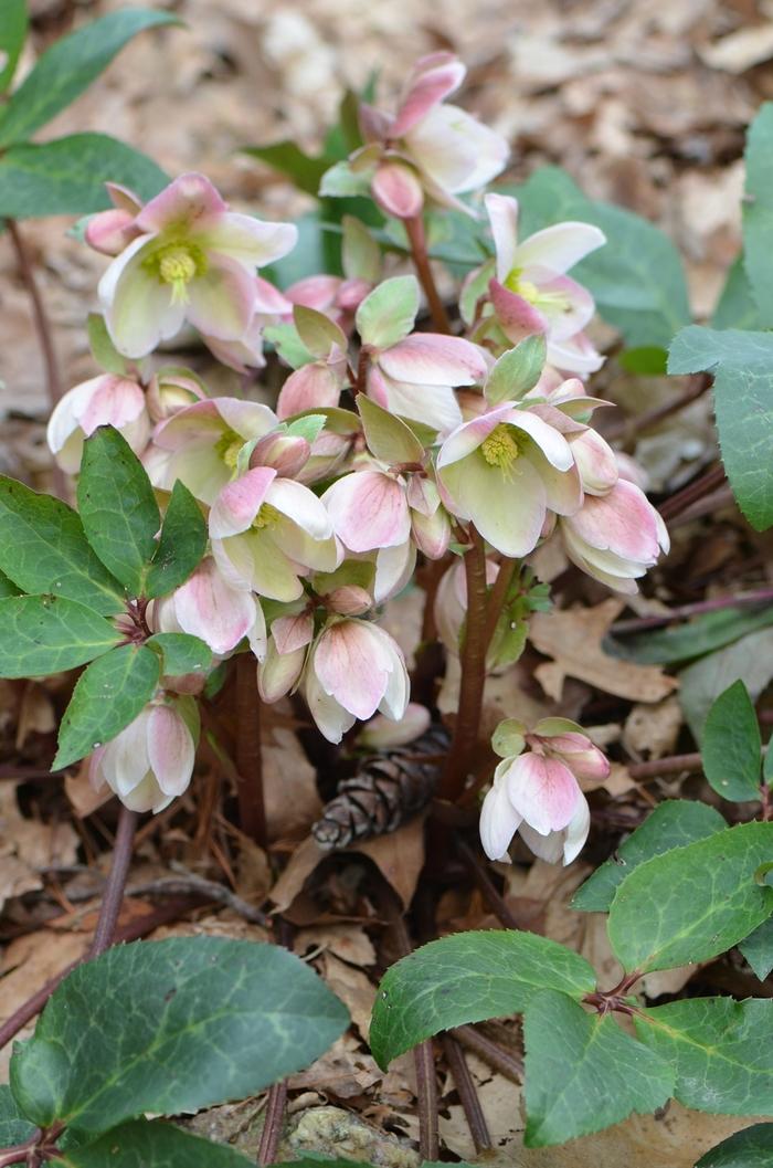 Helleborus Ivory Prince