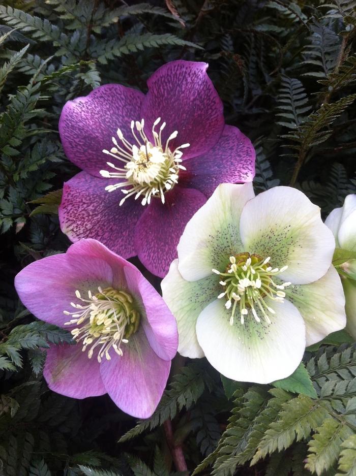Helleborus orientalis Royal Heritage&trade;