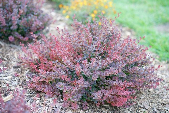 Berberis thunbergii Sunjoy Mini Maroon&reg;
