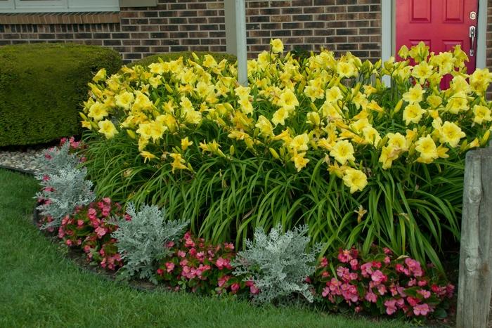 Hemerocallis Rainbow Rhythm&reg; Going Bananas