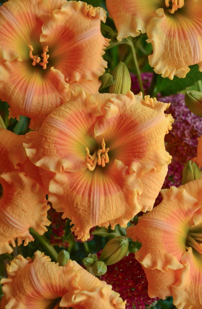 Hemerocallis Rainbow Rhythm&reg; Orange Smoothie