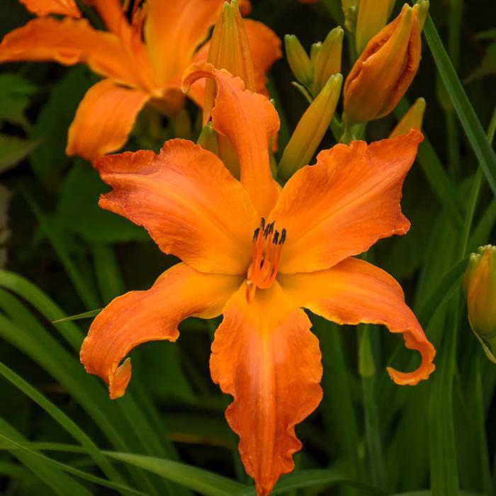 Hemerocallis Rainbow Rhythm&reg; Primal Scream