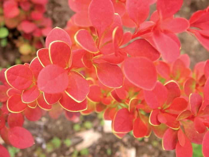Berberis thunbergii Sunjoy Tangelo&reg;
