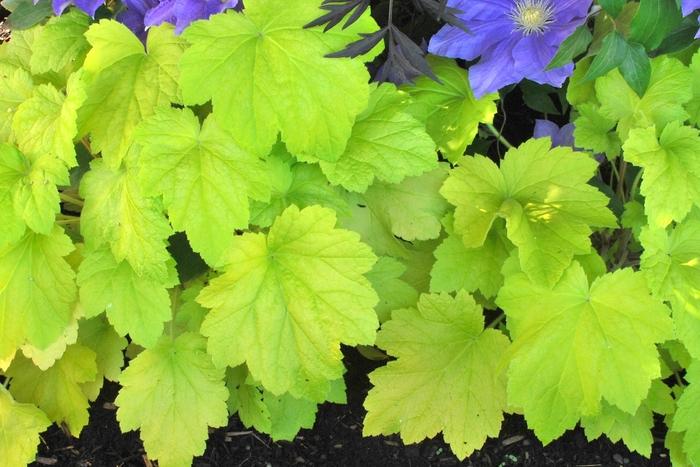Heuchera Electric Lime