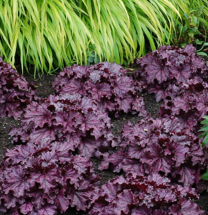 Heuchera Forever&reg; Purple