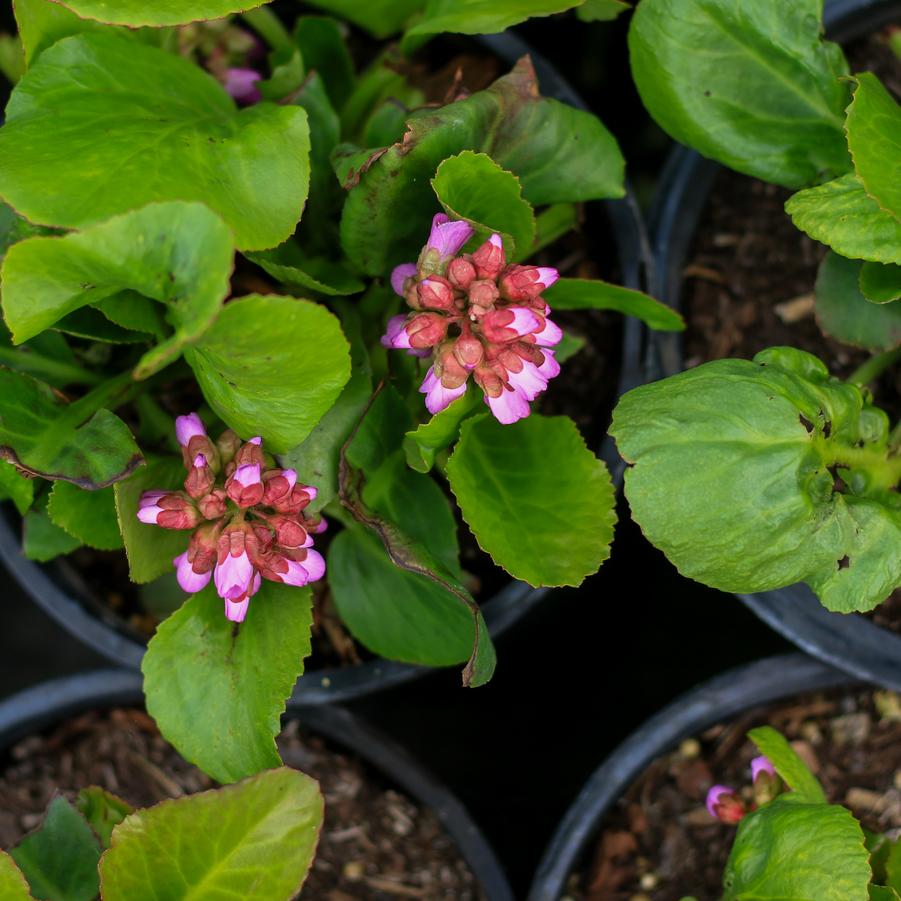Bergenia cordifolia 'Winterglut (Winter Glow)' - Heartleaf Bergenia, Pigsqueak from Great Lakes Landscape Supply