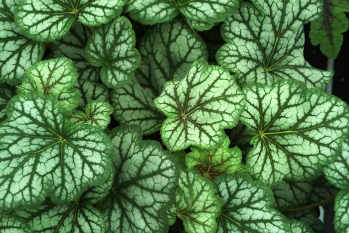 Heuchera americana Green Spice