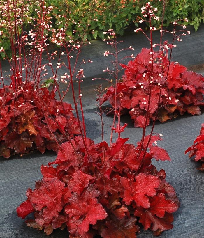 Heuchera Forever&reg; Red