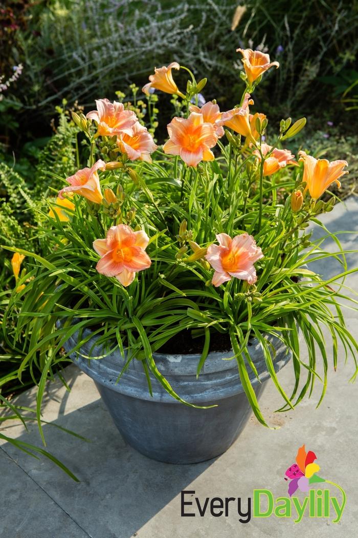 Hemerocallis EveryDaylily&reg; Pink Wing
