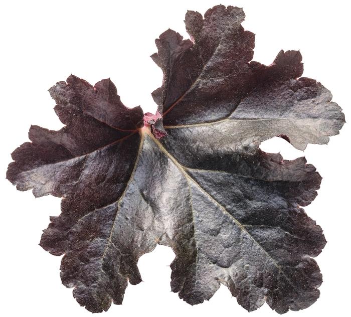 Heuchera Primo&reg; Black Pearl