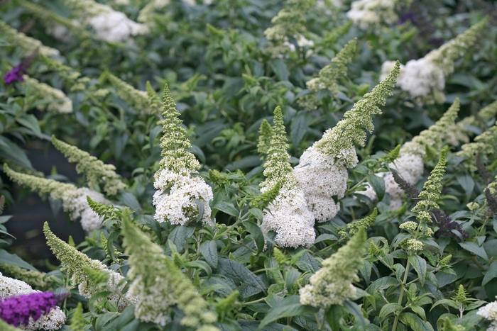 Buddleia Pugster White&reg;