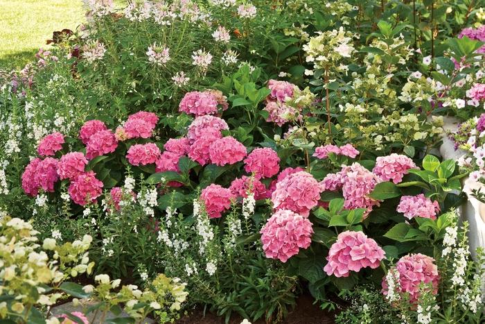 Hydrangea macrophylla Let's Dance&reg; Starlight