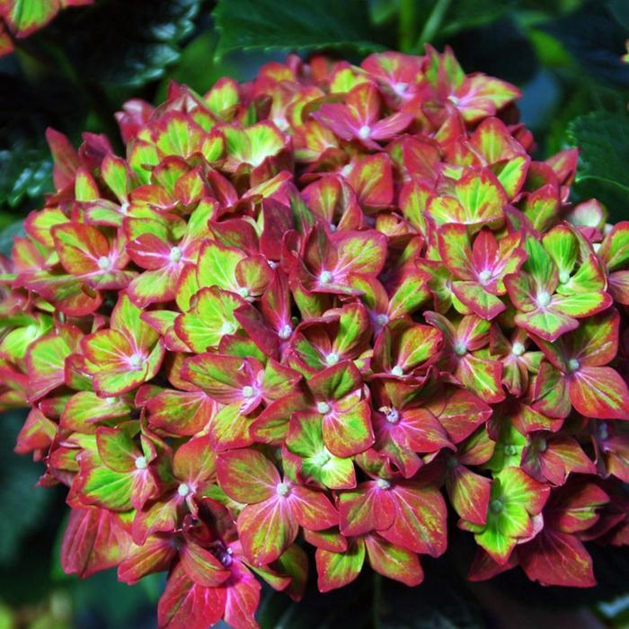 Hydrangea macrophylla Next Generation® Pistachio