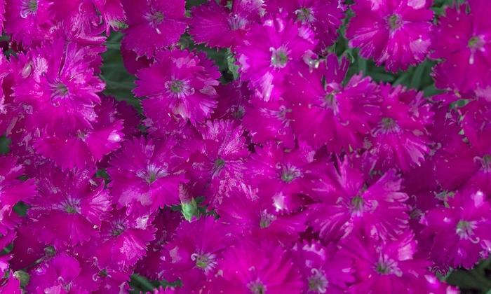 Dianthus Star Single&trade; Neon Star Improved