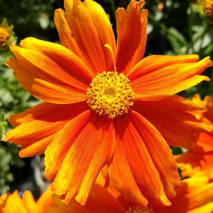 Coreopsis L'il Bang&trade; Darling Clementine