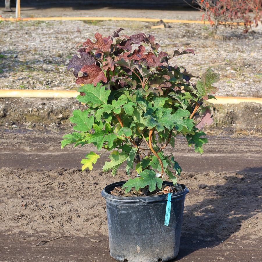 Hydrangea quercifolia 'Jetstream™' - Oakleaf Hydrangea from Great Lakes Landscape Supply