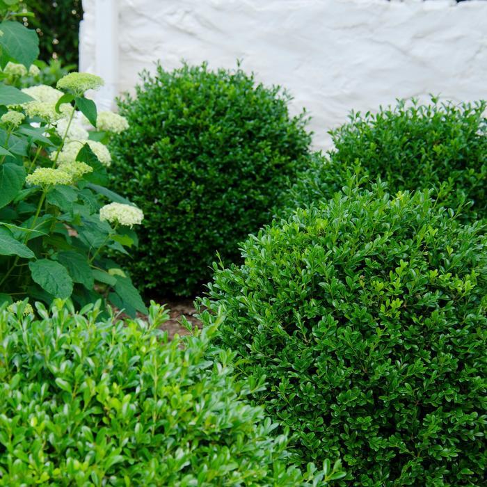 Buxus NewGen Independence&reg;