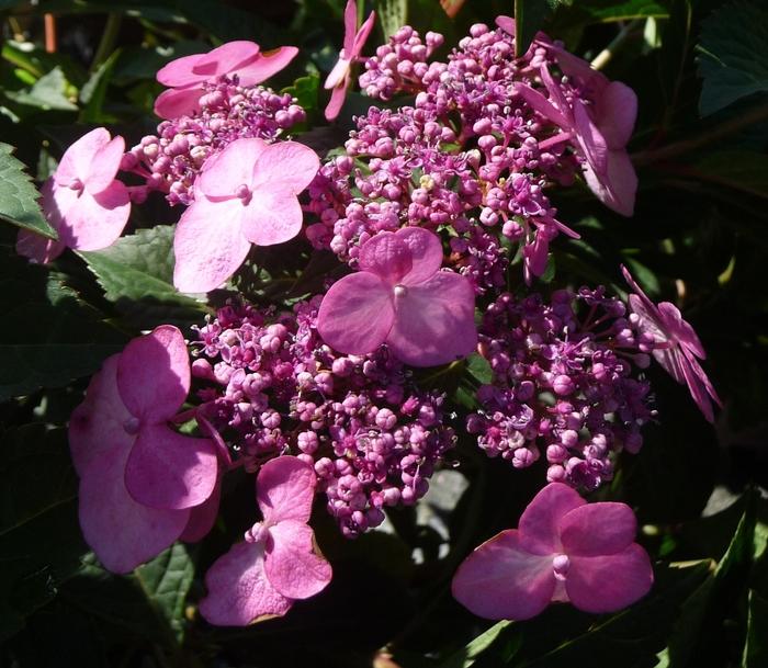 Hydrangea macrophylla Twist-n-Shout&reg;