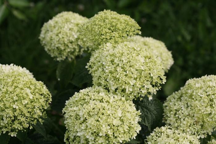 Hydrangea arborescens Invincibelle Limetta&reg; 