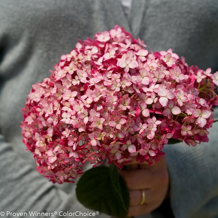 Hydrangea arborescens Invincibelle&reg; Ruby