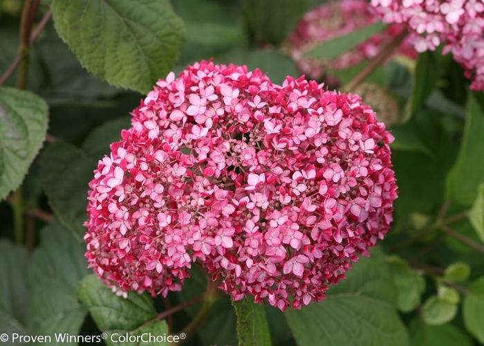 Hydrangea arborescens Invincibelle&reg; Spirit II