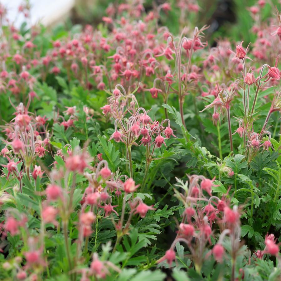 Geum triflorum - Prairie Smoke from Great Lakes Landscape Supply