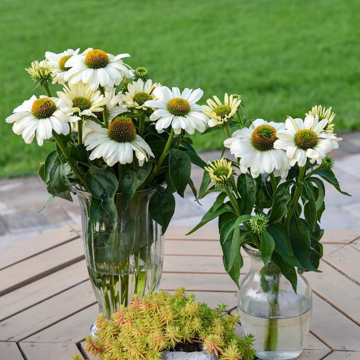 Echinacea Color Coded&trade; The Price is White