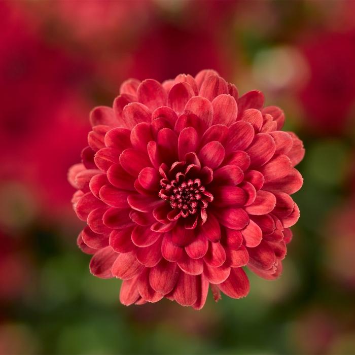 Chrysanthemum x morifolium Danielle&trade; Red