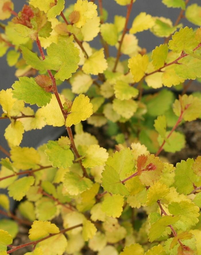 Betula x plettkei Cesky Gold&reg;
